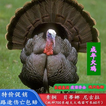 常年出售火鸡苗成年火鸡火鸡蛋大量现货量大价优欢迎订购
