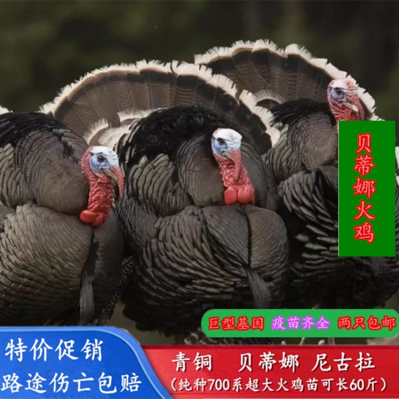 常年出售火鸡苗成年火鸡火鸡蛋大量现货量大价优欢迎订购
