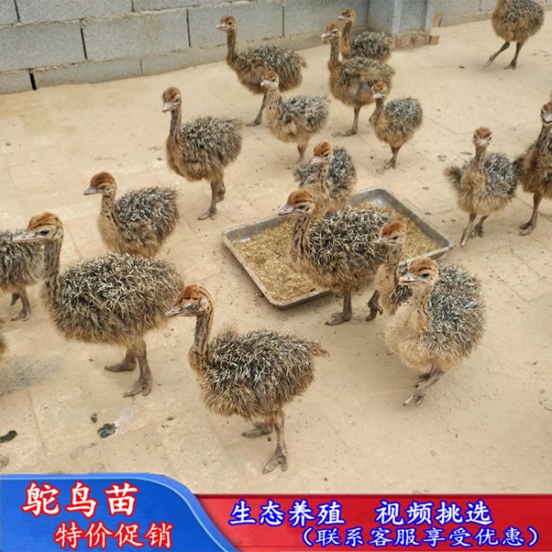 供应大量鸵鸟苗青年鸵鸟鸵鸟价格鸵鸟蛋出售