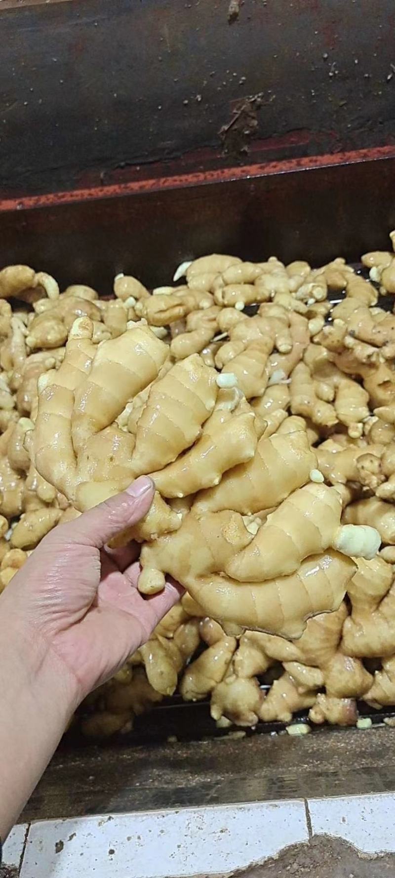 【热卖】水洗大姜辣味足块头大产地批发质量保证货源充足