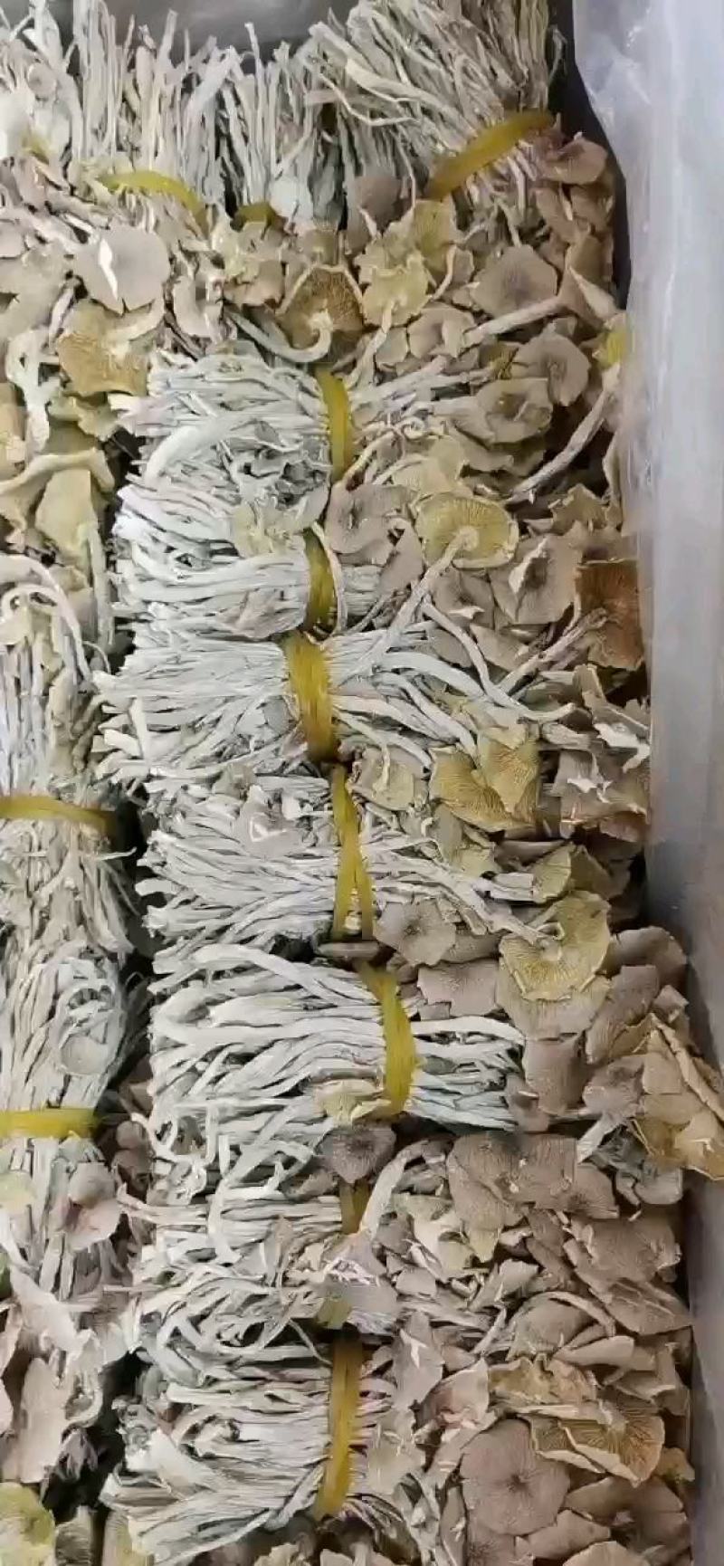 2020年茶树菇开伞剪脚通货，干货批发包邮