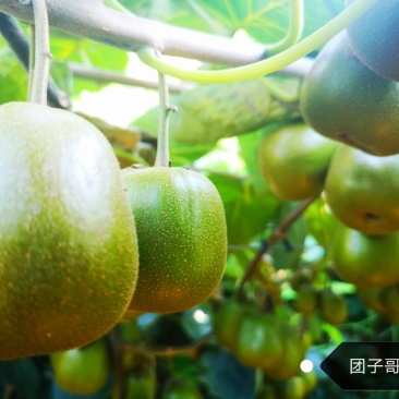 绵阳60000亩红心猕猴桃开始预订了