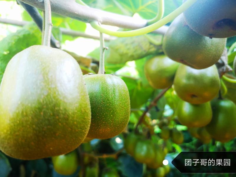 绵阳60000亩红心猕猴桃开始预订了