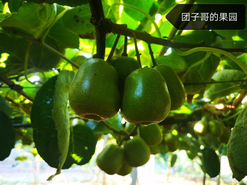绵阳60000亩红心猕猴桃开始预订了