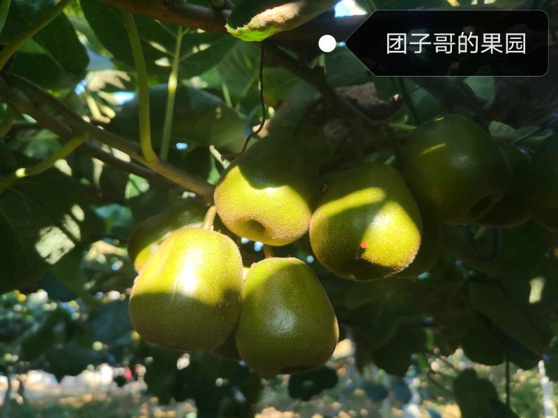 绵阳60000亩红心猕猴桃开始预订了