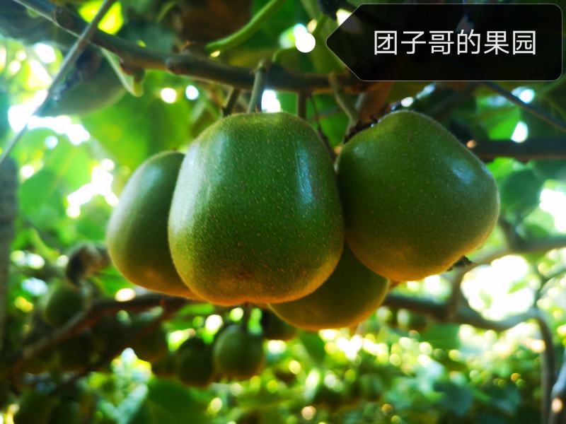 绵阳60000亩红心猕猴桃开始预订了