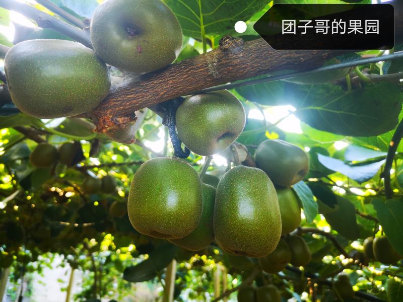 绵阳60000亩红心猕猴桃开始预订了