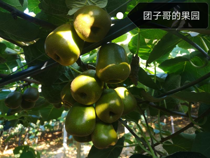 绵阳60000亩红心猕猴桃开始预订了