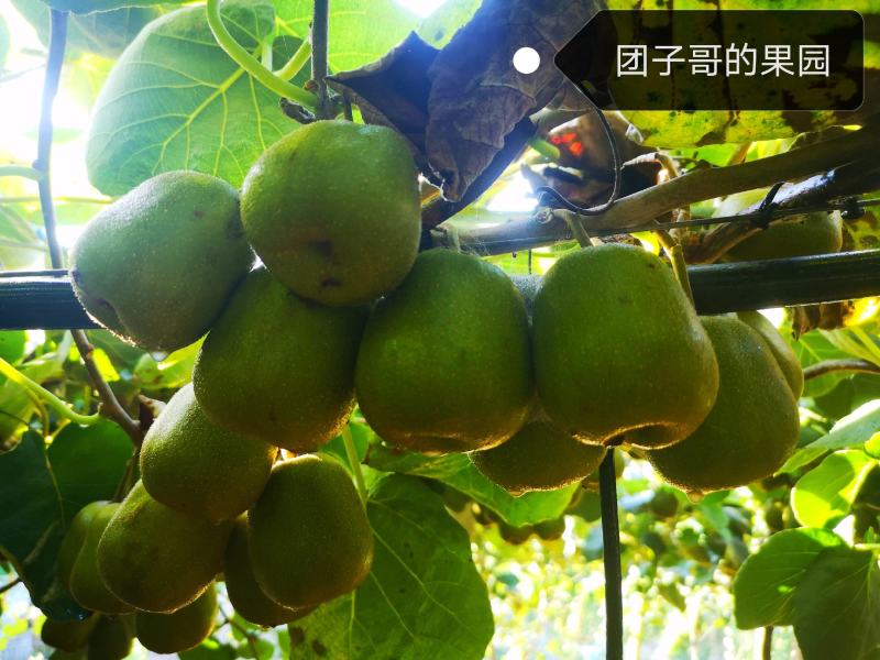 绵阳60000亩红心猕猴桃开始预订了
