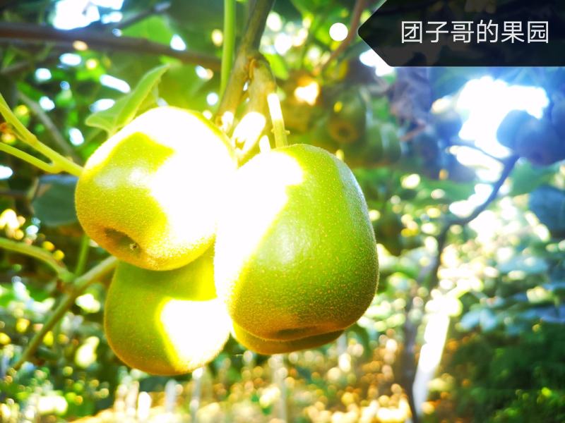绵阳60000亩红心猕猴桃开始预订了