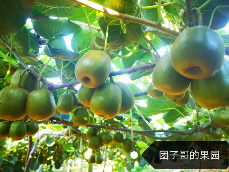 绵阳60000亩红心猕猴桃开始预订了