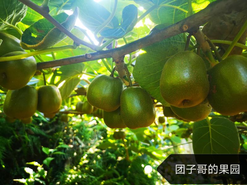 绵阳60000亩红心猕猴桃开始预订了