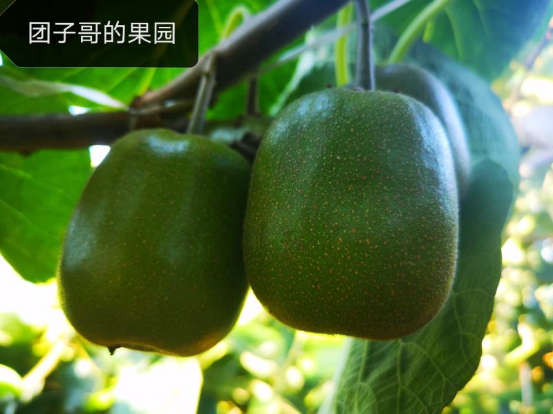 绵阳60000亩红心猕猴桃开始预订了