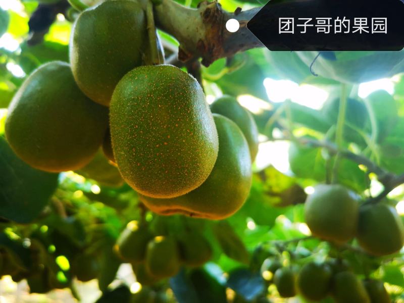 绵阳60000亩红心猕猴桃开始预订了