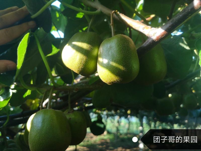 绵阳60000亩红心猕猴桃开始预订了