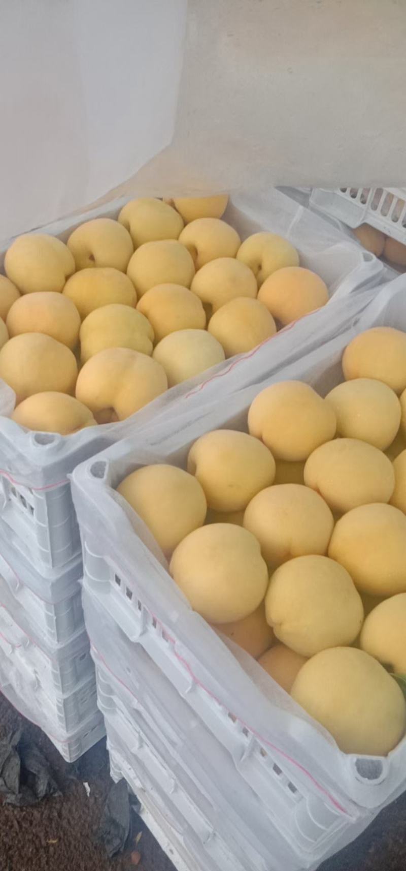 黄金密桃，产地直发，货源充足，口感脆甜多汁，支持一件代发