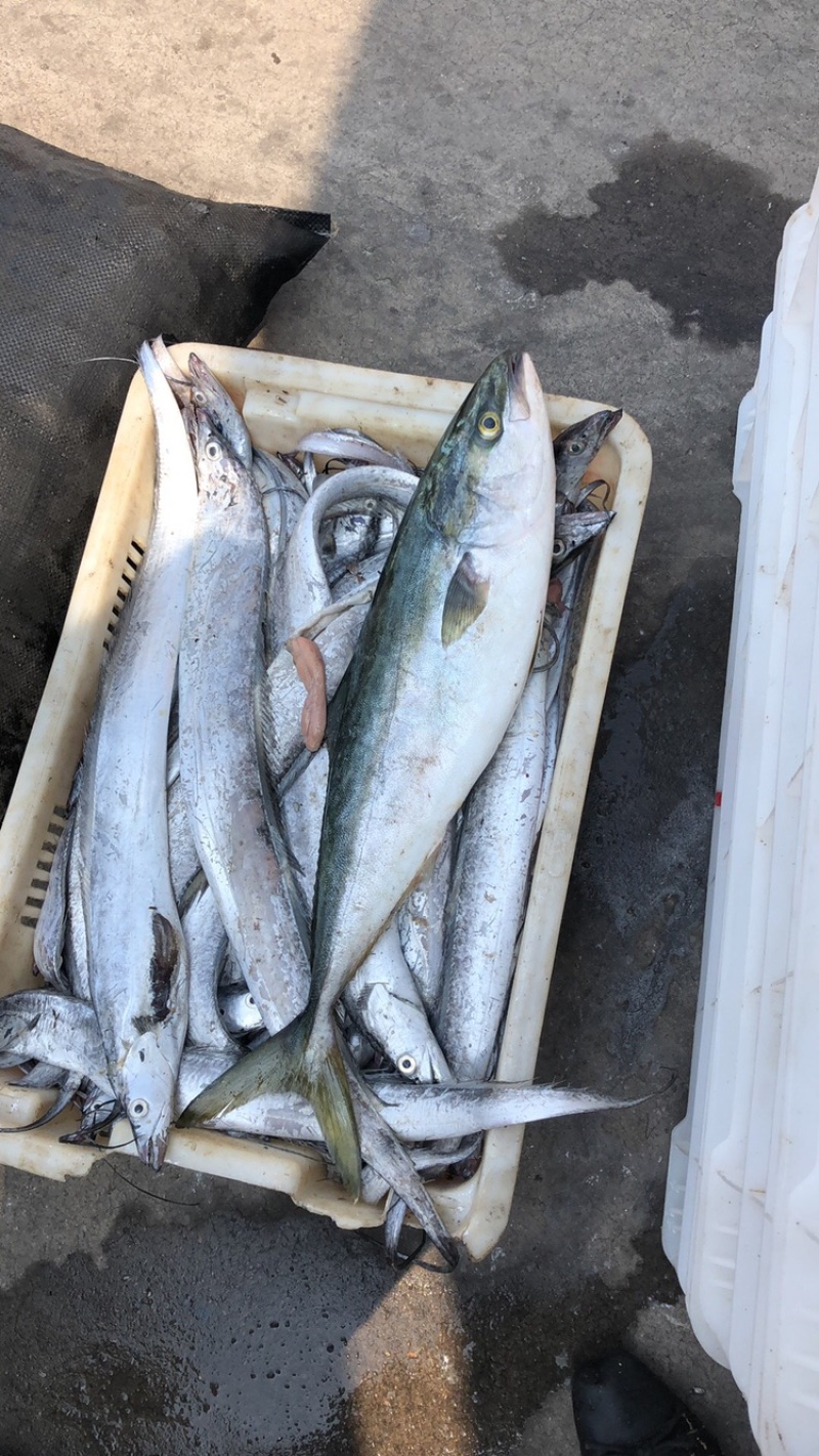 渤海湾小眼带鱼刀鱼新鲜鱼自家渔船团购供货