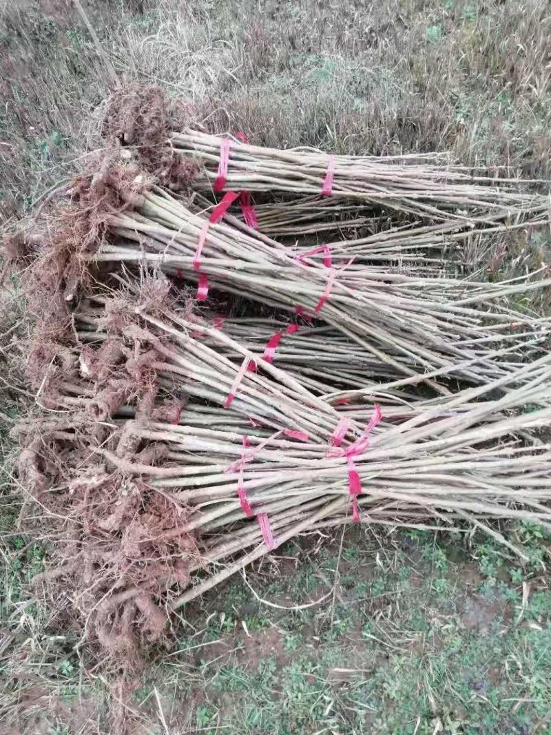 青桐/绿化苗木/乔灌木/梧桐树/梧桐树苗/绿化林木