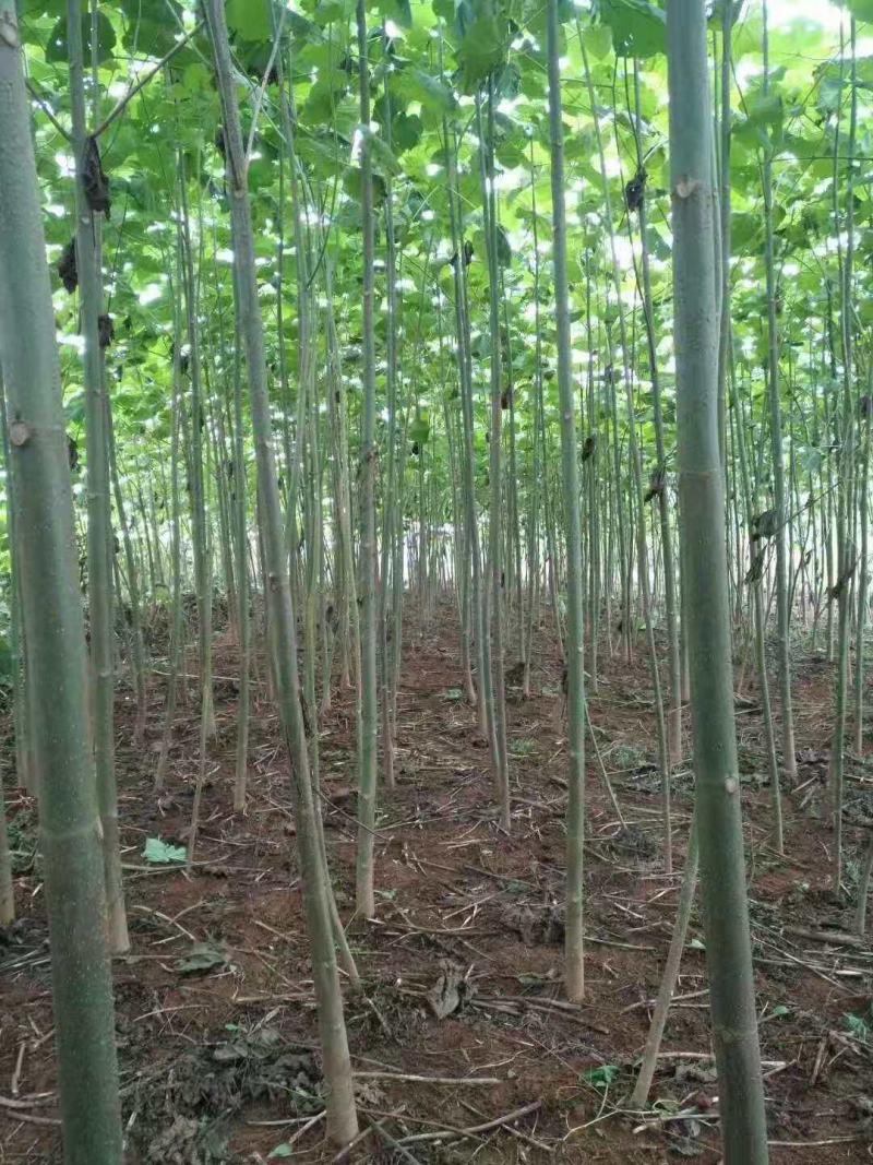 青桐/绿化苗木/乔灌木/梧桐树/梧桐树苗/绿化林木