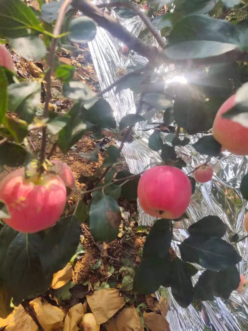 绥中县信农红苹果大量有货高质量果颜色漂亮甜度够用