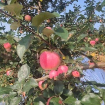 绥中县信农红苹果大量有货高质量果颜色漂亮甜度够用