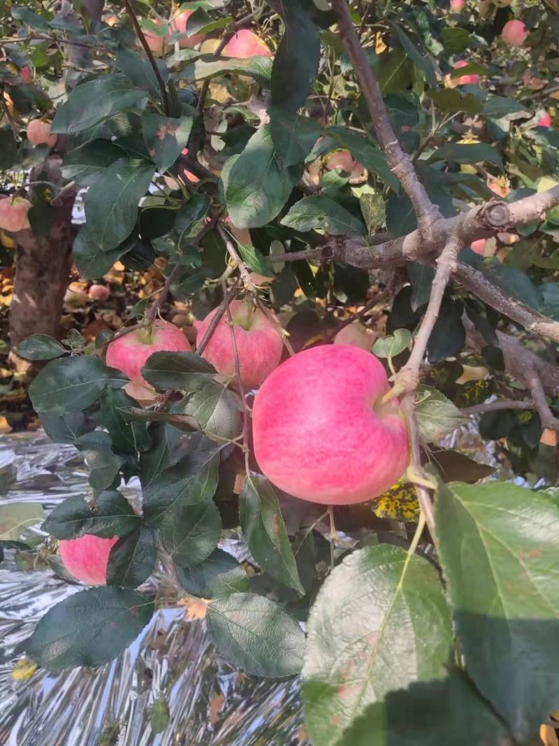 绥中县信农红苹果大量有货高质量果颜色漂亮甜度够用