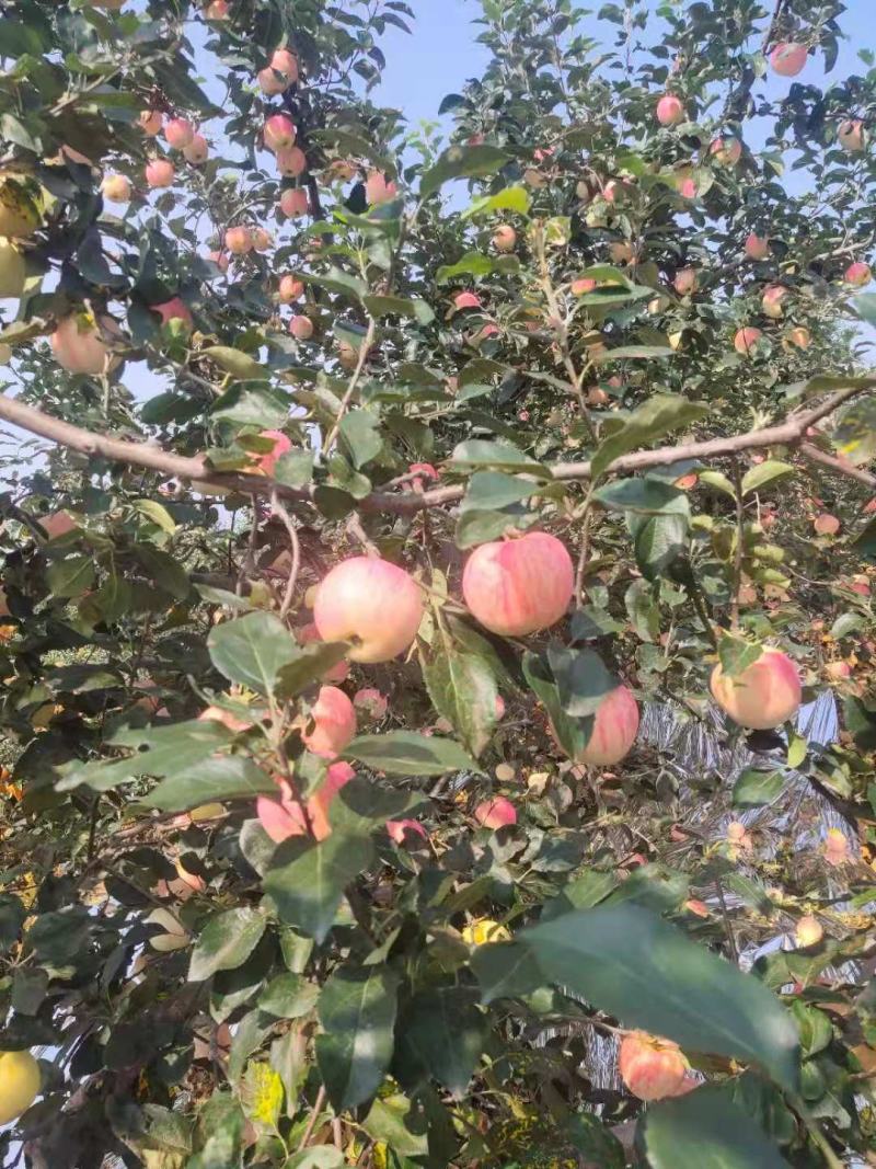 绥中县信农红苹果大量有货高质量果颜色漂亮甜度够用