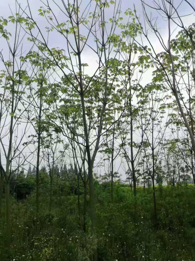 青桐/绿化苗木/乔灌木/梧桐树/青桐树/青桐林木