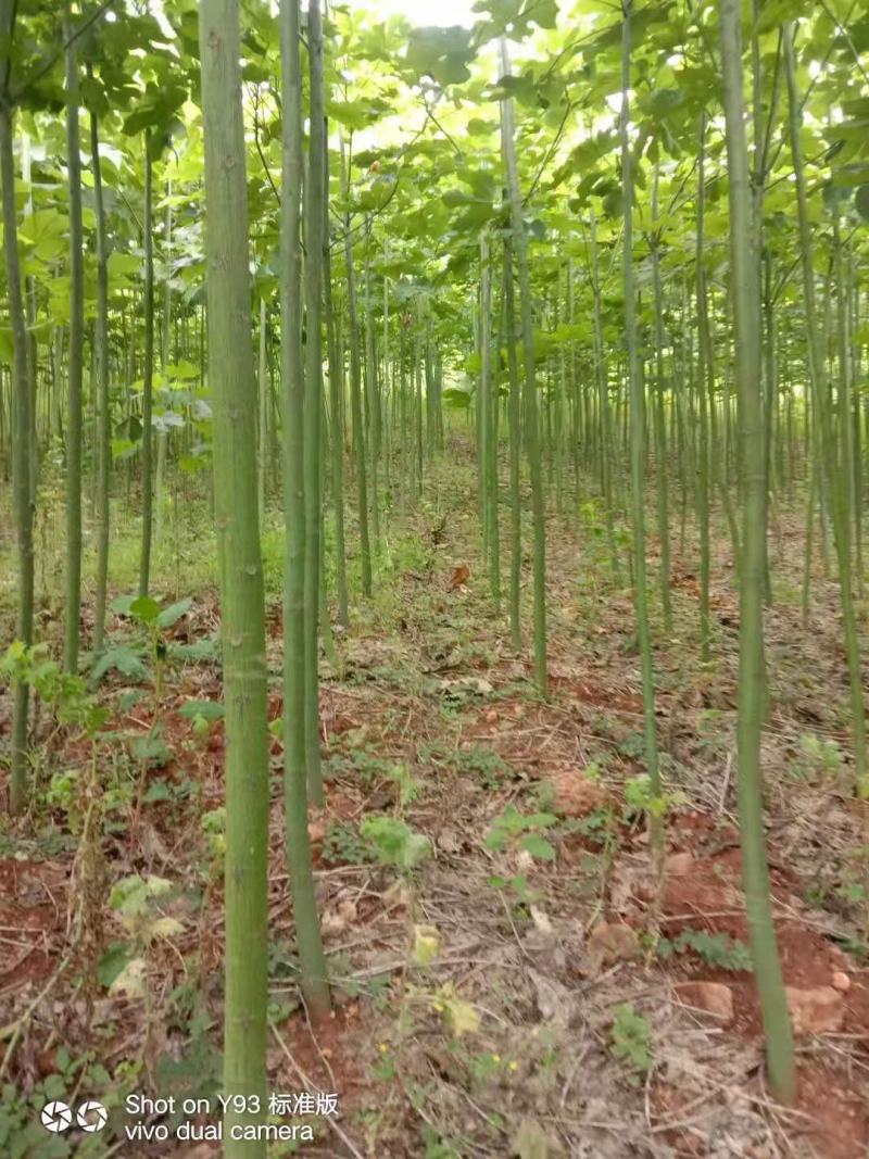 青桐/绿化苗木/乔灌木/梧桐树/青桐树/青桐林木