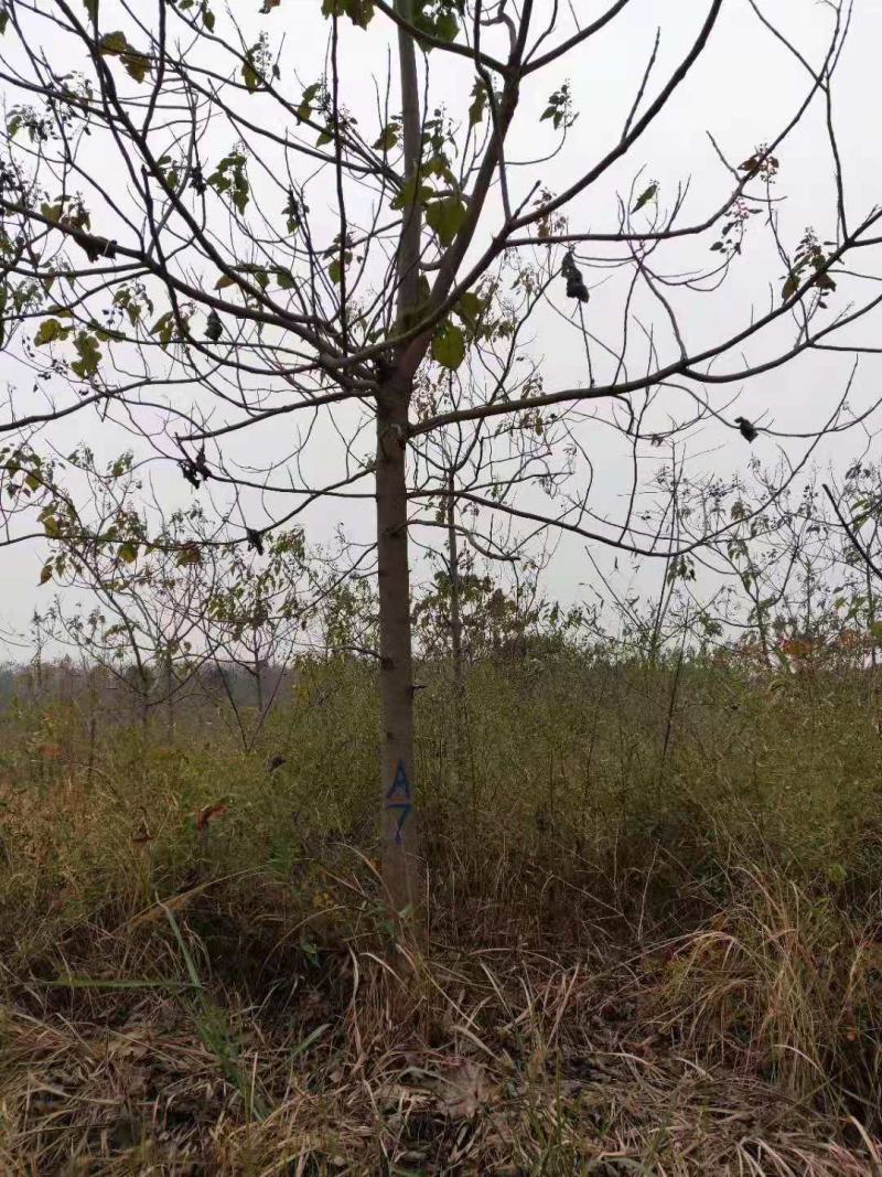 青桐/绿化苗木/乔灌木/梧桐树/青桐树/青桐林木