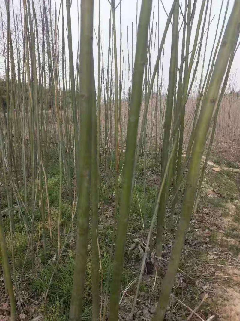 青桐/绿化苗木/乔灌木/梧桐树/青桐树/青桐林木