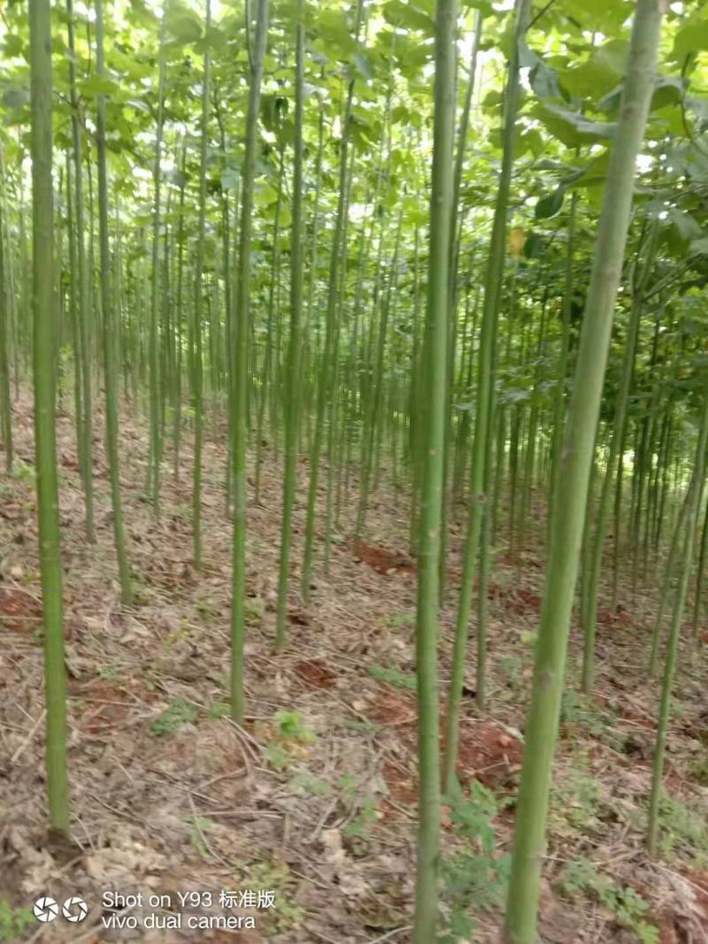 青桐/绿化苗木/乔灌木/梧桐树/青桐树/青桐林木
