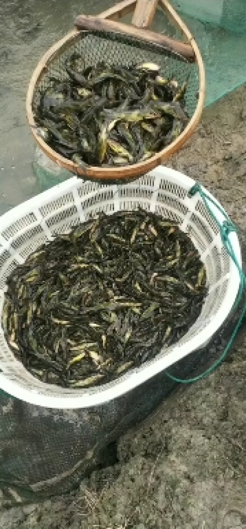 出售黄骨鱼苗，大小规格齐全，价格优惠，全国送货上门免费指