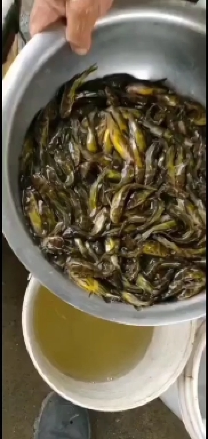 出售黄骨鱼苗，大小规格齐全，价格优惠，全国送货上门免费指