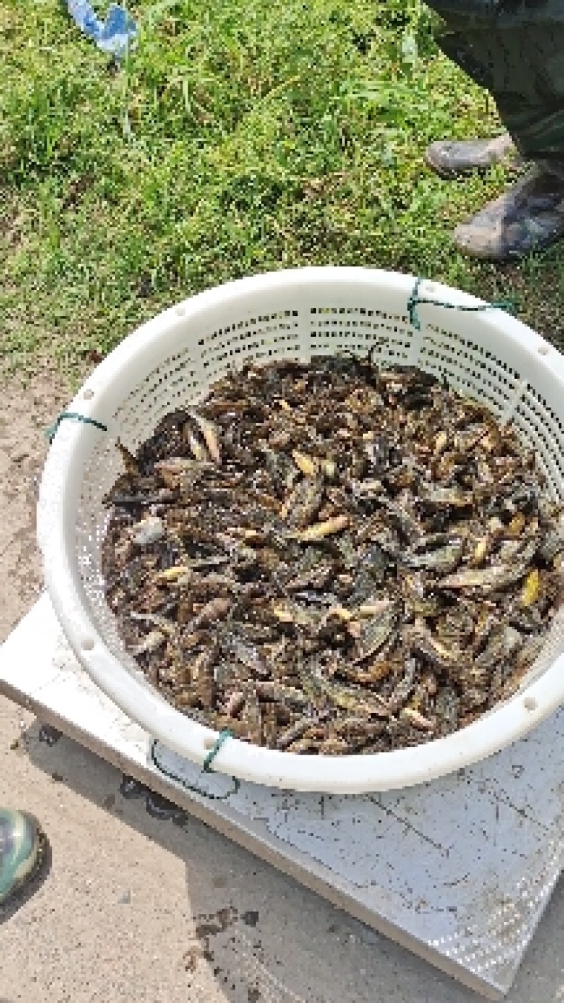 出售黄骨鱼苗，大小规格齐全，价格优惠，全国送货上门免费指
