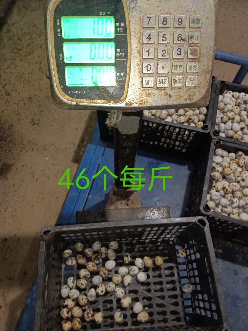 河南焦作精品鹌鹑蛋手工捡蛋，焦作鹌鹑蛋