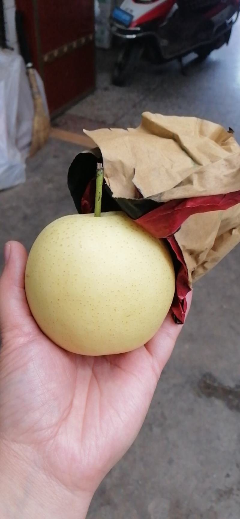 陕西蒲城皇冠梨大量上市中，个头大口感脆甜果面干净