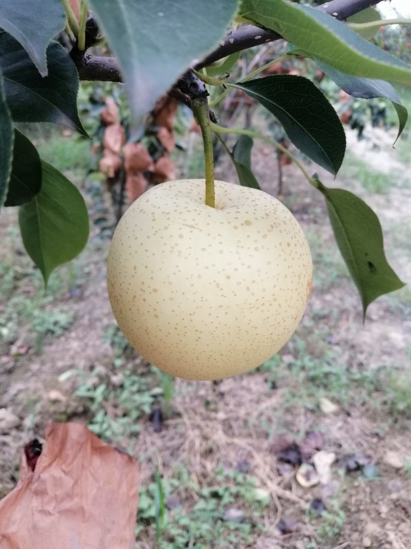 陕西蒲城皇冠梨大量上市中，个头大口感脆甜果面干净