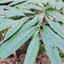 黄花倒水莲，野生黄花倒水莲一味很好的打药