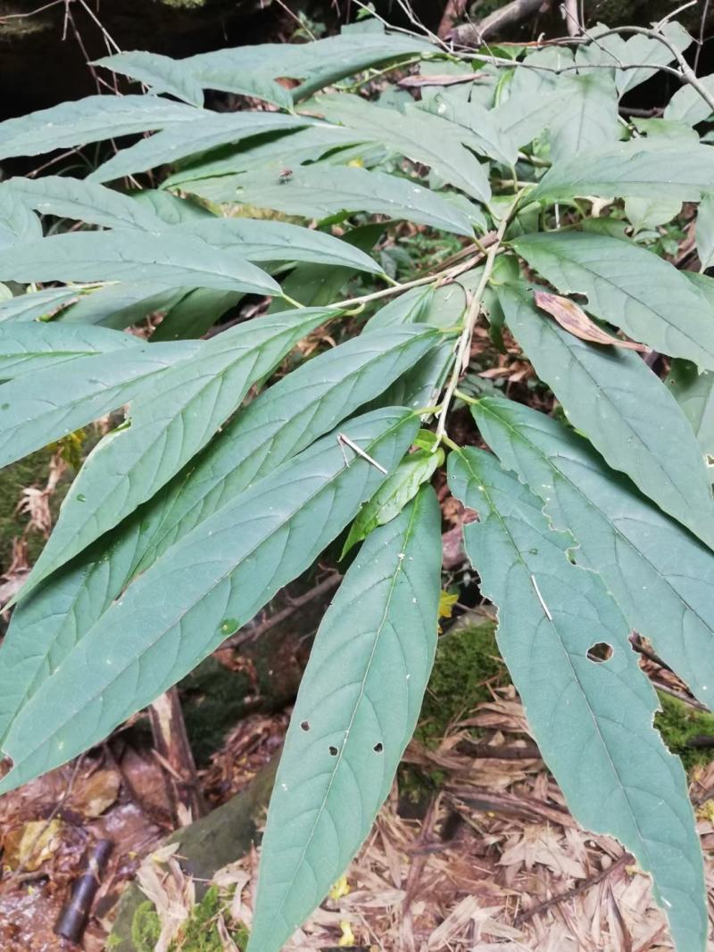 黄花倒水莲，野生黄花倒水莲一味很好的打药