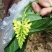 黄花倒水莲，野生黄花倒水莲一味很好的打药