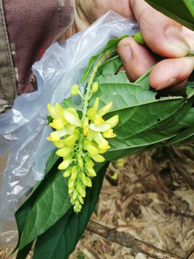 黄花倒水莲，野生黄花倒水莲一味很好的打药