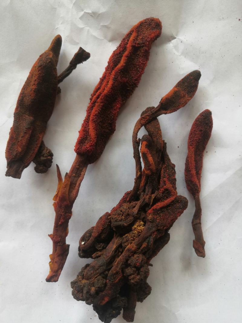 产地直销回春草低价出售