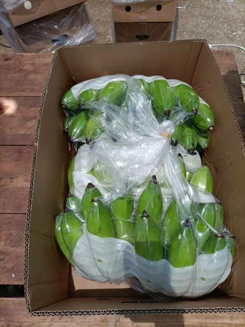 西贡蕉