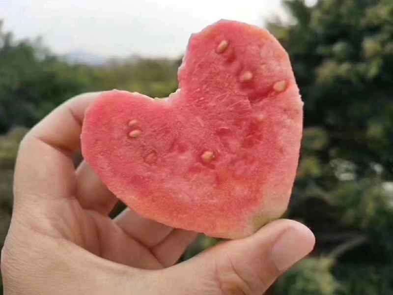 白心，红心芭乐