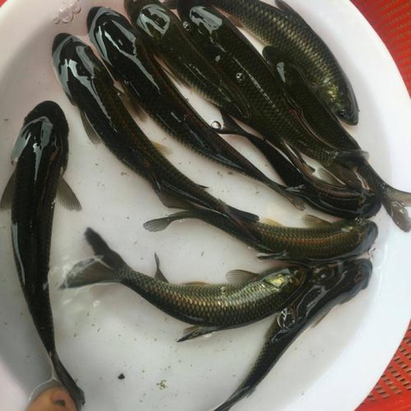出售淡水草鱼苗大小规格品种齐全，全国送货，送货上门，