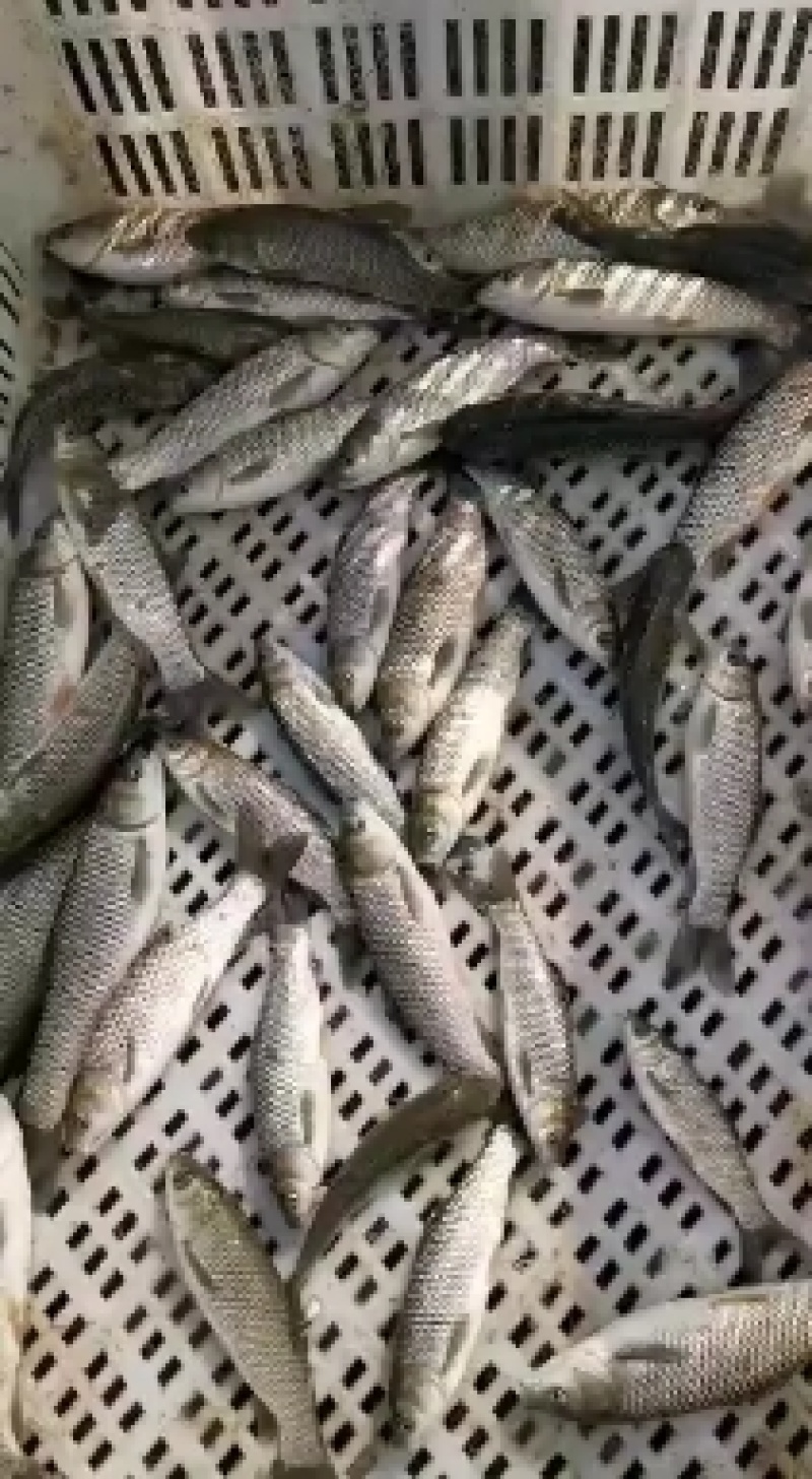 出售淡水草鱼苗大小规格品种齐全，全国送货，送货上门，