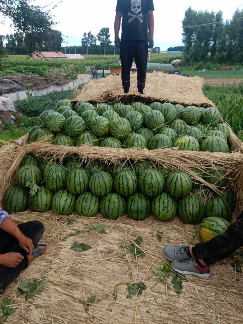 吉林洮南黑水精品地雷西瓜，产地直销可以视频看货。