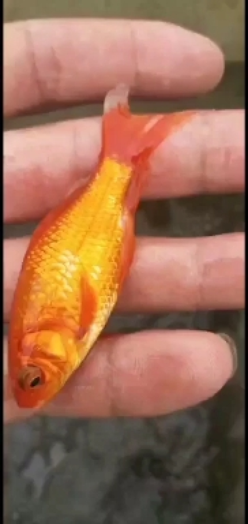 出售优质锦鲤大小规格品种花色齐全价格优惠全国送货上门免费