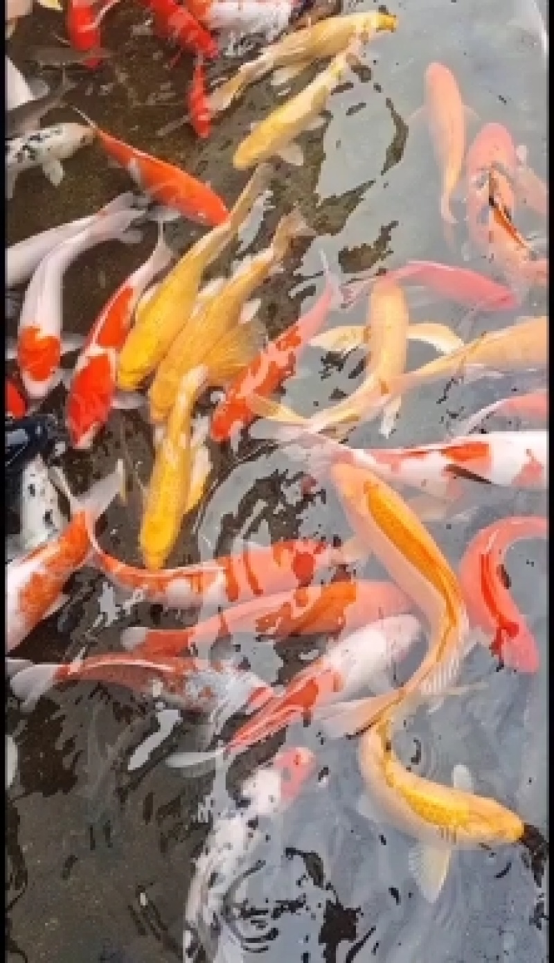 出售优质锦鲤大小规格品种花色齐全价格优惠全国送货上门免费
